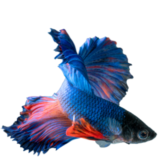 Poisson