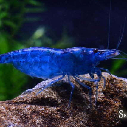 Blue velvet Crevette