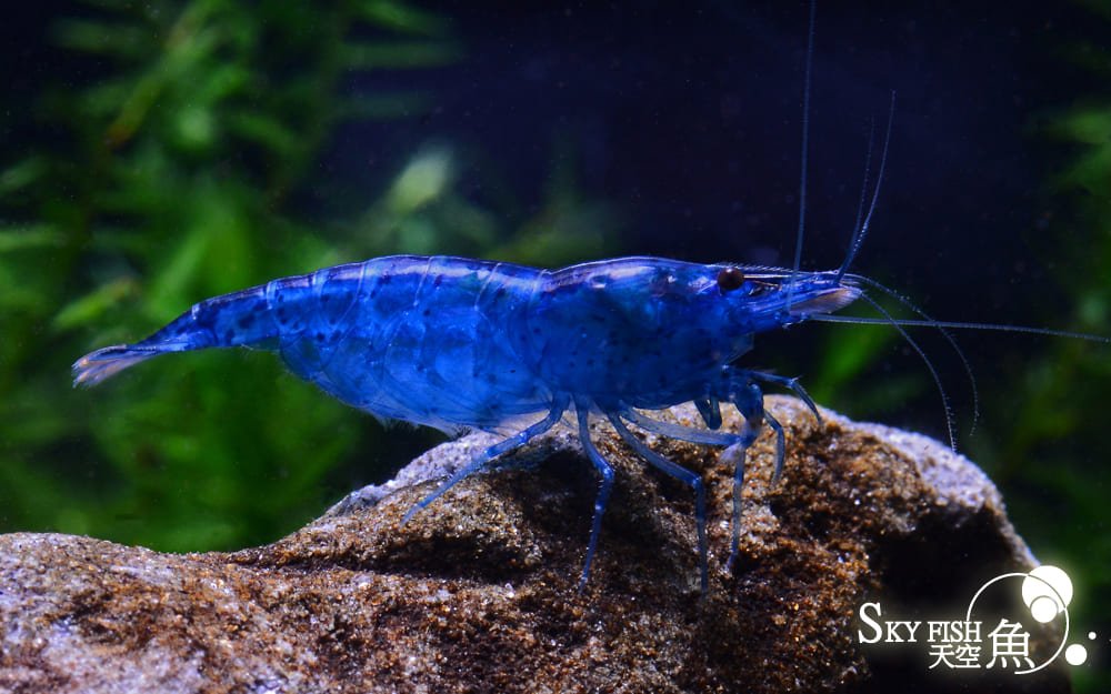 Blue Dream Crevette - Crevette Blue Velvet - Neocaridina davidi 1 Blue velvet Crevette