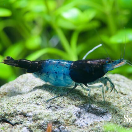 Carbon Rili Shrimp