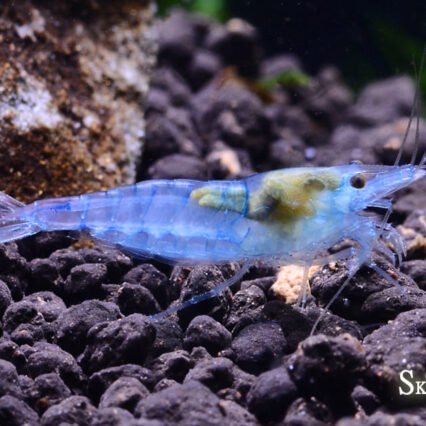 Crevette Blue Jelly