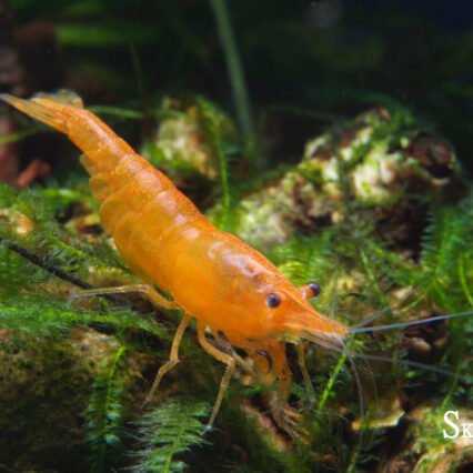 Orange Fire crevette