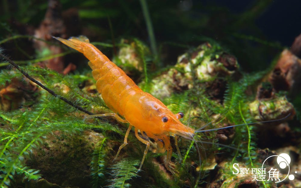 Orange Fire crevette - Sakura Sunkist crevette - Neocaridina davidi 1 Orange Fire crevette