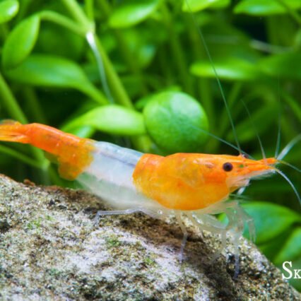 Orange Rili crevette
