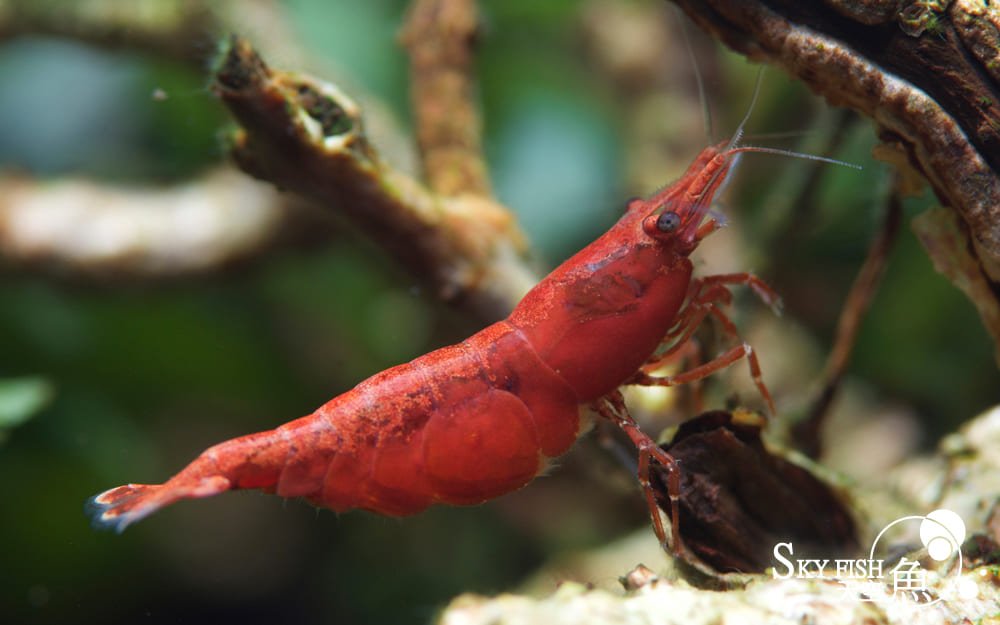 Red Cherry Crevette - Crevette Red Fire - Neocardina davidi (Copie) 1 Red Cherry Crevette