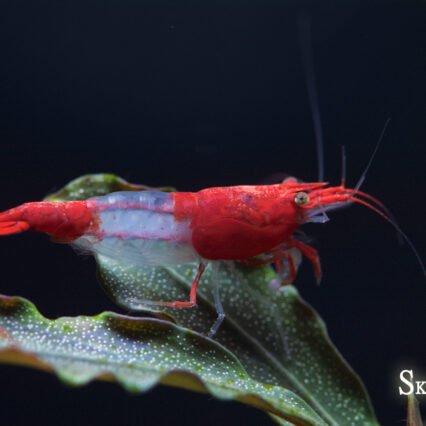 Red Rili Crevette