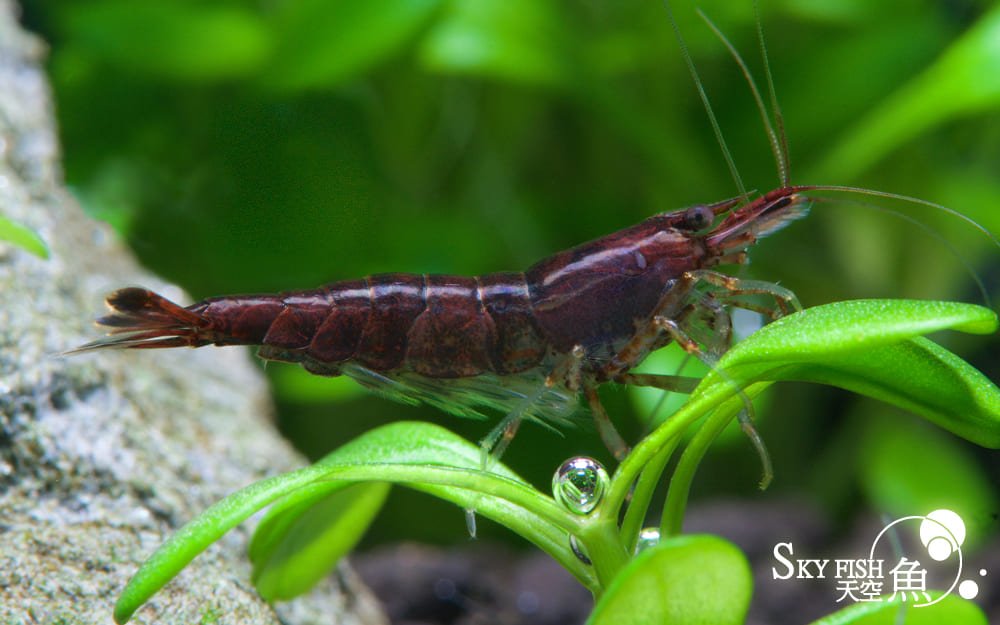 Sakura chocolat - Neocaridina davidi (Copie) 1 Sakura chocolat