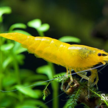 Yellow Fire Crevette