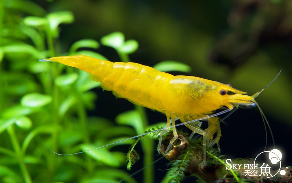 Yellow Fire Crevette - Crevette jaune - Neocaridina davidi 1 Yellow Fire Crevette