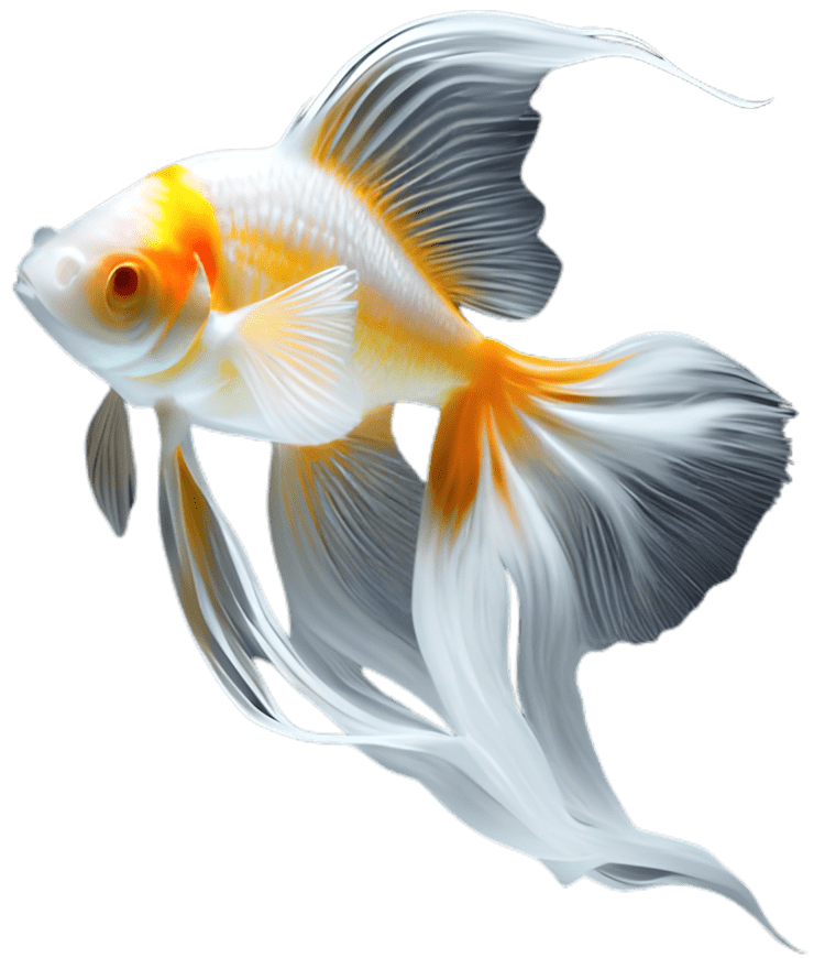 voile de chine poisson rouge