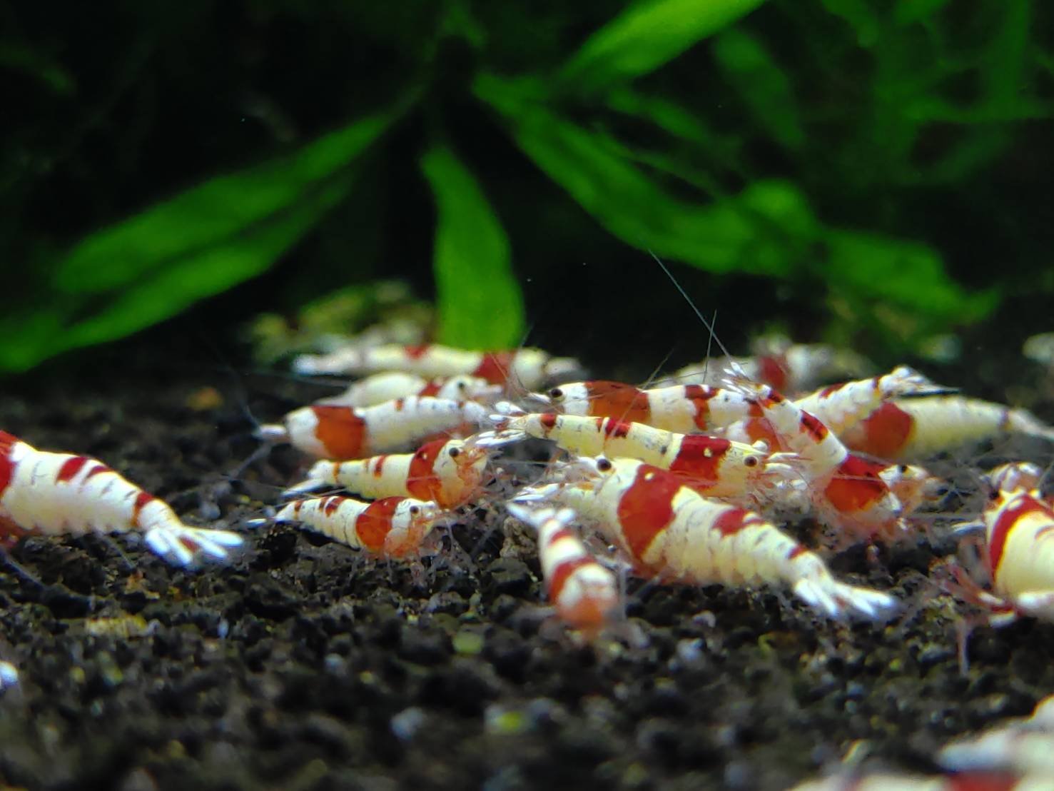 CARIDINA LOGEMANI 1 CARIDINA LOGEMANI