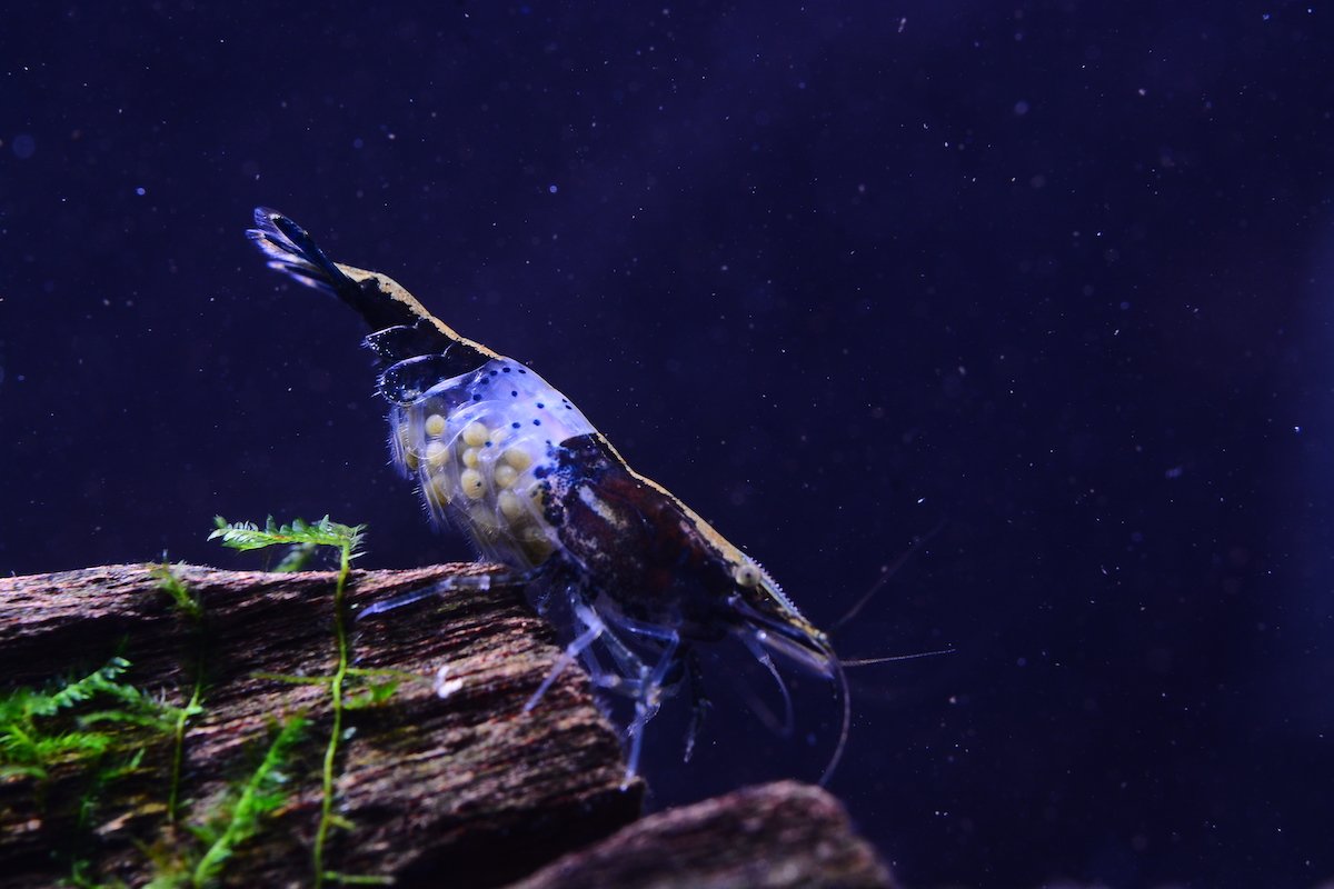 Rilli noir "carbon" 1 Rilli noir "carbon"