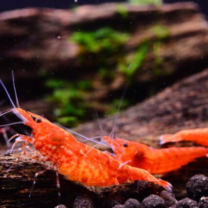 Red cherry  Neocaridina