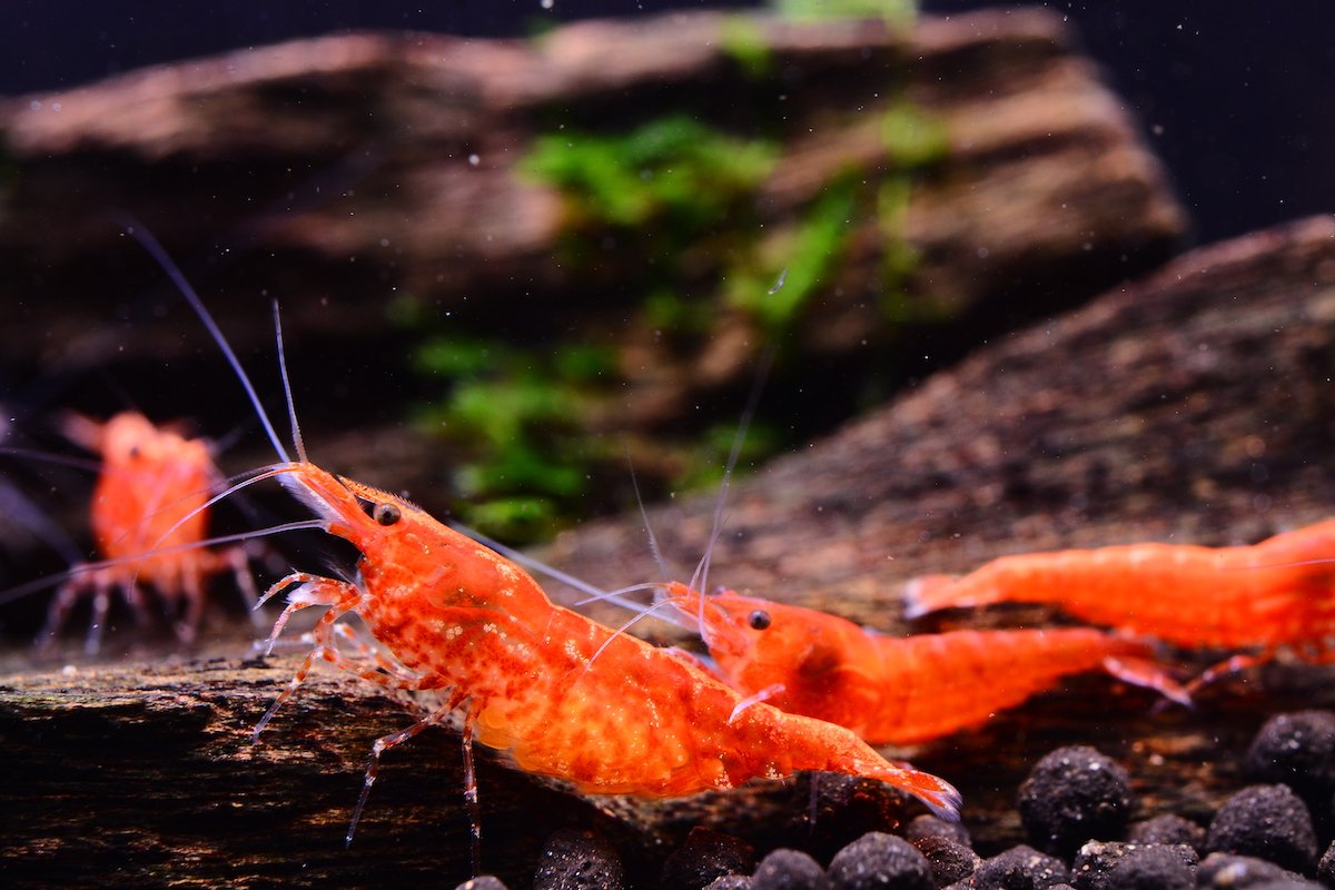 Red cherry Neocaridina 1 Red cherry Neocaridina