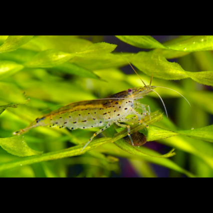 Crevette caridina japonica