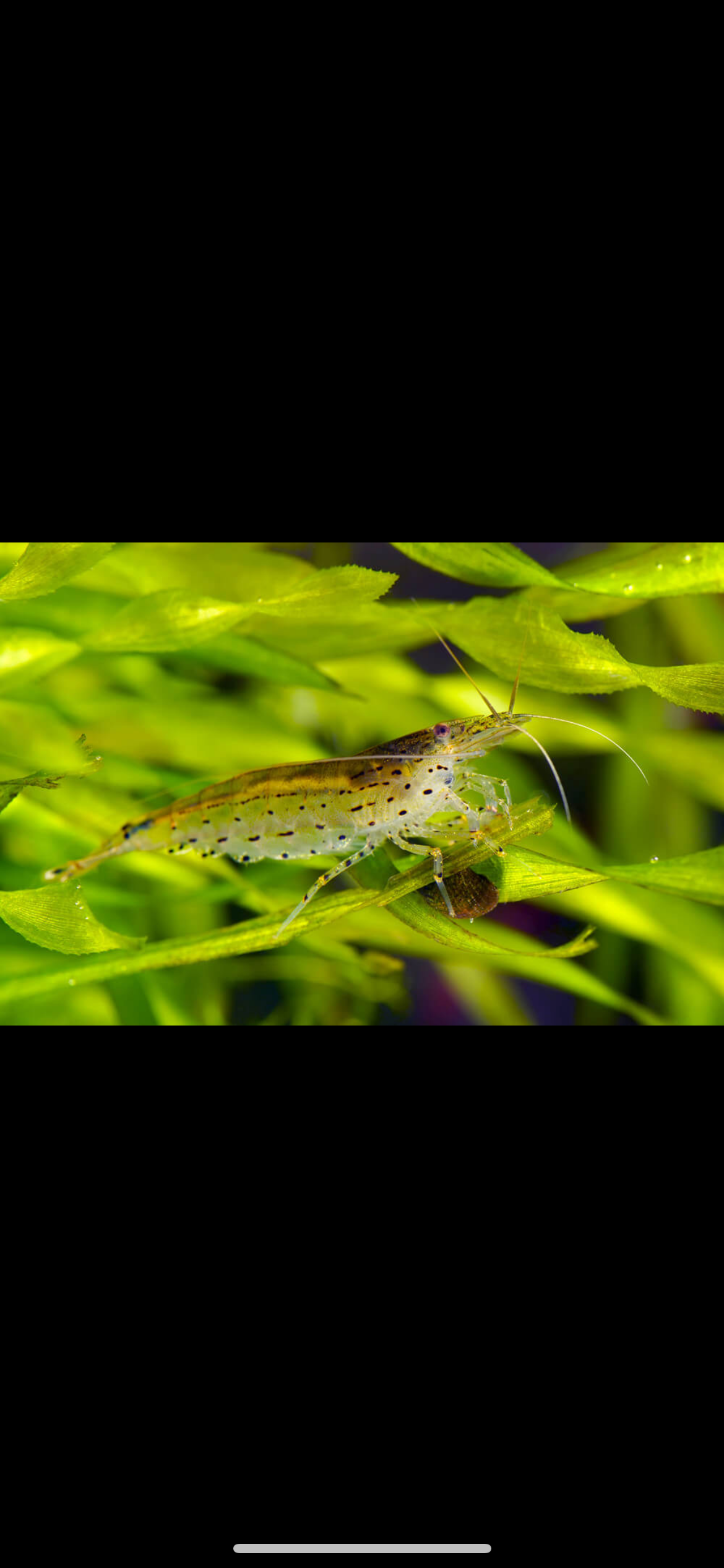 Crevette caridina japonica 1 Crevette caridina japonica